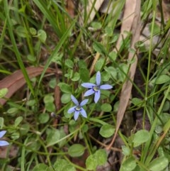 Isotoma fluviatilis subsp. australis at Currawang, NSW - suppressed