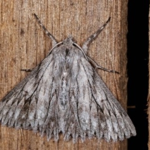 Cyneoterpna wilsoni at Melba, ACT - 18 Nov 2020