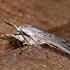 Cyneoterpna wilsoni at Melba, ACT - 18 Nov 2020