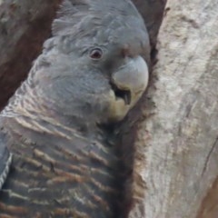 Callocephalon fimbriatum at Deakin, ACT - 15 Dec 2020