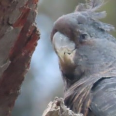 Callocephalon fimbriatum at Deakin, ACT - 15 Dec 2020