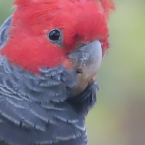 Callocephalon fimbriatum at Deakin, ACT - 15 Dec 2020