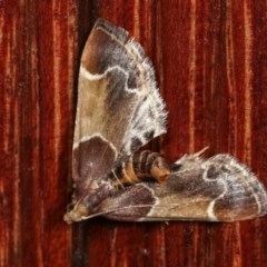 Pyralis farinalis (Meal Moth) at Melba, ACT - 18 Nov 2020 by kasiaaus