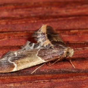 Pyralis farinalis at Melba, ACT - 18 Nov 2020 11:23 PM