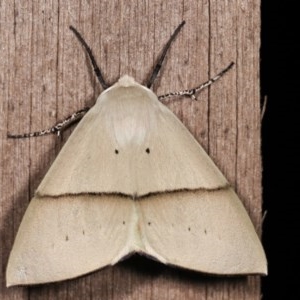 Gastrophora henricaria at Melba, ACT - 18 Nov 2020