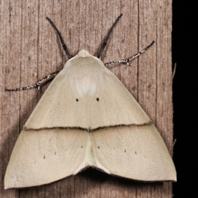 Gastrophora henricaria (Fallen-bark Looper, Beautiful Leaf Moth) at Melba, ACT - 18 Nov 2020 by kasiaaus