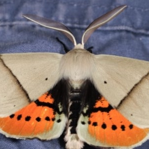 Gastrophora henricaria at Melba, ACT - 18 Nov 2020