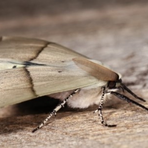 Gastrophora henricaria at Melba, ACT - 18 Nov 2020