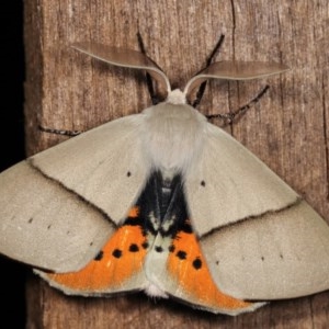 Gastrophora henricaria at Melba, ACT - 18 Nov 2020