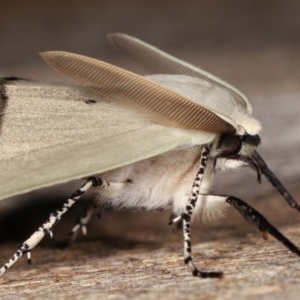 Gastrophora henricaria at Melba, ACT - 18 Nov 2020