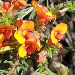 Dillwynia sericea (Egg And Bacon Peas) at Cook, ACT - 1 Nov 2020 by drakes