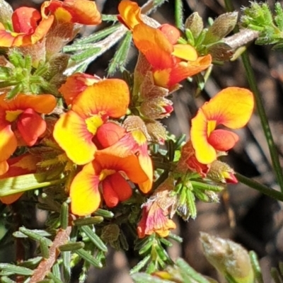 Dillwynia sericea (Egg And Bacon Peas) at Cook, ACT - 2 Nov 2020 by drakes