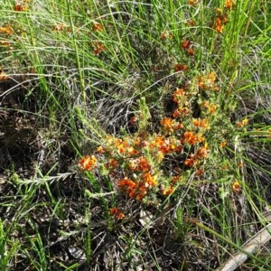 Dillwynia sericea at Cook, ACT - 2 Nov 2020