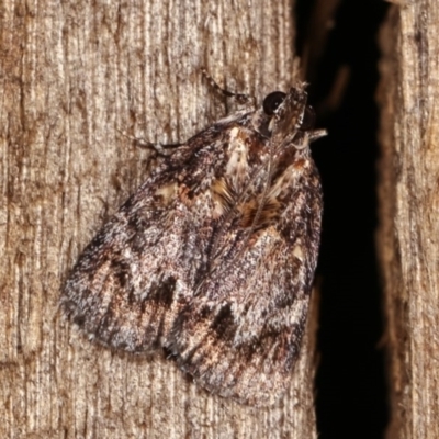 Spectrotrota fimbrialis (A Pyralid moth) at Melba, ACT - 18 Nov 2020 by kasiaaus