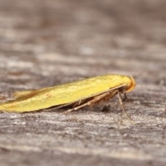 Aeolothapsa malacella at Melba, ACT - 18 Nov 2020