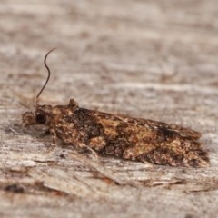 Isochorista (genus) (A Tortricid moth) at Melba, ACT - 18 Nov 2020 by kasiaaus