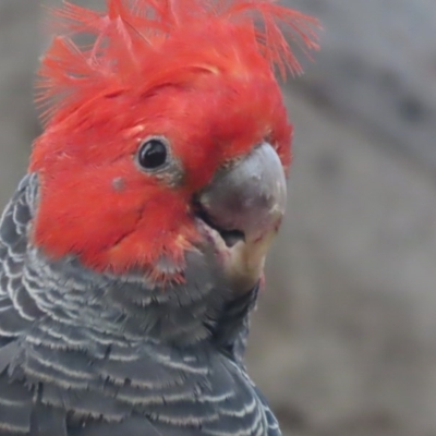 Callocephalon fimbriatum (Gang-gang Cockatoo) at Deakin, ACT - 15 Dec 2020 by roymcd