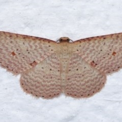 Epicyme rubropunctaria (Red-spotted Delicate) at Melba, ACT - 18 Nov 2020 by kasiaaus