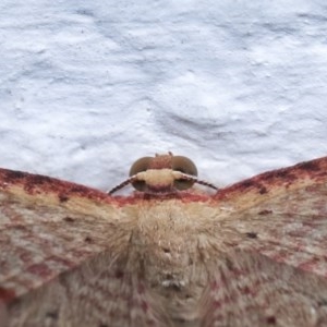 Epicyme rubropunctaria at Melba, ACT - 18 Nov 2020