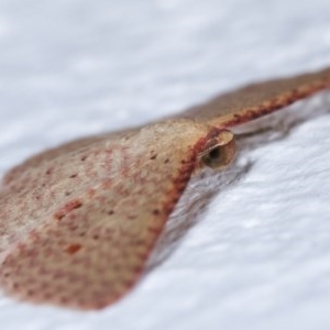 Epicyme rubropunctaria at Melba, ACT - 18 Nov 2020 11:39 PM