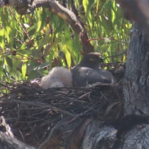 Accipiter fasciatus at Red Hill, ACT - 17 Nov 2020