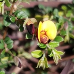 Bossiaea buxifolia (Matted Bossiaea) at Cook, ACT - 21 Oct 2020 by drakes