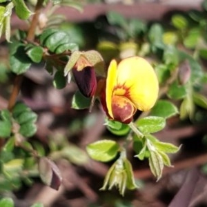 Bossiaea buxifolia at Cook, ACT - 21 Oct 2020