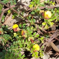 Bossiaea buxifolia at Cook, ACT - 21 Oct 2020