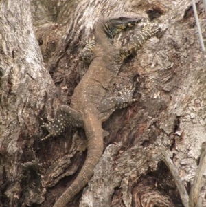 Varanus varius at Nangus, NSW - 29 Oct 2005