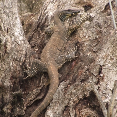 Varanus varius (Lace Monitor) at Nangus, NSW - 29 Oct 2005 by abread111