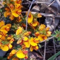 Pultenaea procumbens (Bush Pea) at Mount Painter - 14 Oct 2020 by drakes