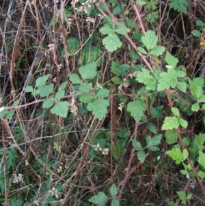 Rubus parvifolius at Jones Creek, NSW - 11 Apr 2012