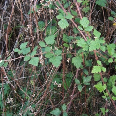 Rubus parvifolius (Native Raspberry) at Jones Creek, NSW - 11 Apr 2012 by abread111