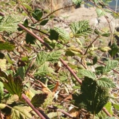 Rubus parvifolius at Jones Creek, NSW - 11 Apr 2012