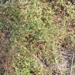 Rubus parvifolius at Jones Creek, NSW - 11 Apr 2012