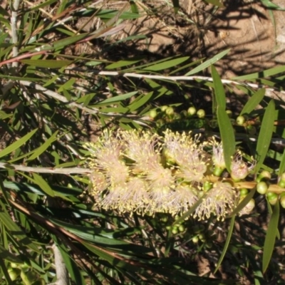 Callistemon sieberi (River Bottlebrush) at Jones Creek, NSW - 16 Nov 2005 by abread111