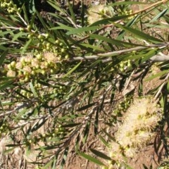 Callistemon sieberi at Jones Creek, NSW - 16 Nov 2005 01:13 PM