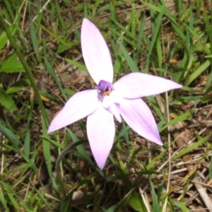 Glossodia major at Nangus, NSW - 14 Sep 2005