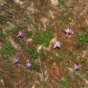 Glossodia major at Nangus, NSW - 14 Sep 2005