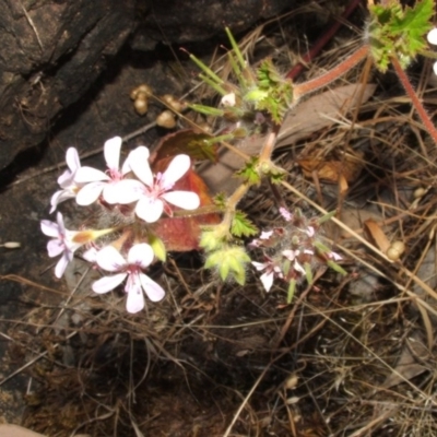 Pelargonium australe (Austral Stork's-bill) at Jones Creek, NSW - 11 Dec 2005 by abread111