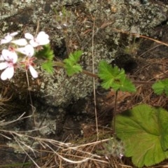 Pelargonium australe at Jones Creek, NSW - 11 Dec 2005