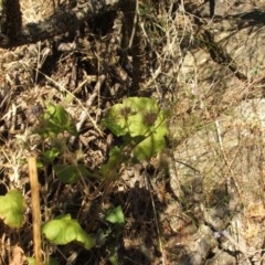 Pelargonium australe at Jones Creek, NSW - 11 Dec 2005