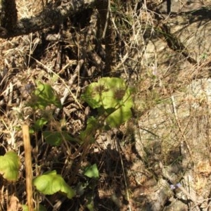 Pelargonium australe at Jones Creek, NSW - 11 Dec 2005