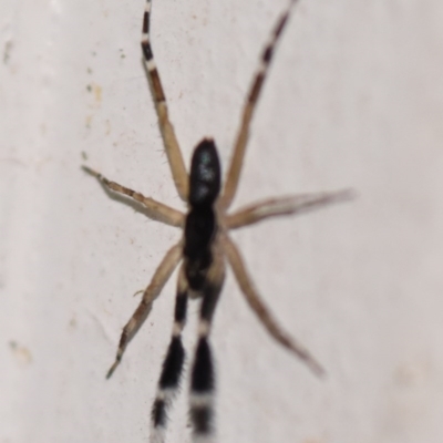 Cycloctenus sp. (genus) (Scuttling Spider) at Evatt, ACT - 15 Dec 2020 by Thurstan