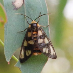 Amata (genus) at O'Connor, ACT - 15 Dec 2020