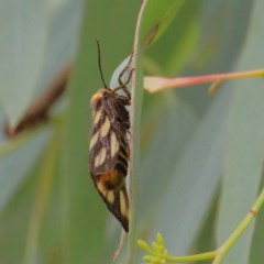 Amata (genus) at O'Connor, ACT - 15 Dec 2020