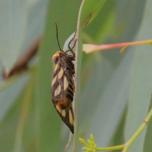 Amata (genus) at O'Connor, ACT - 15 Dec 2020