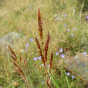 Sorghum leiocladum at Kambah, ACT - 10 Dec 2020 03:18 PM