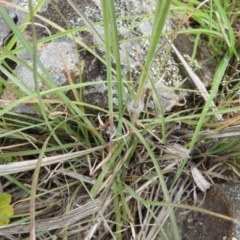 Sorghum leiocladum at Kambah, ACT - 10 Dec 2020 03:18 PM