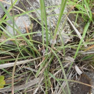 Sorghum leiocladum at Kambah, ACT - 10 Dec 2020